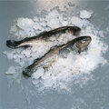 004-ICE400ISA-R2-POISSON-big